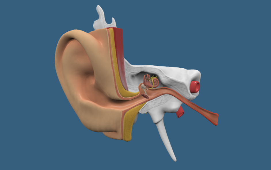 Mô phỏng 3D tai người